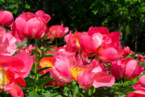 Fototapeta Naklejka Na Ścianę i Meble -  Peony Raspberry Charm. Peony flower blossom in the botanical garden. Huge bright pink peonies on the green background with selective focus. Semi-double pink peony Raspberry Charm, paeonia lactiflora.