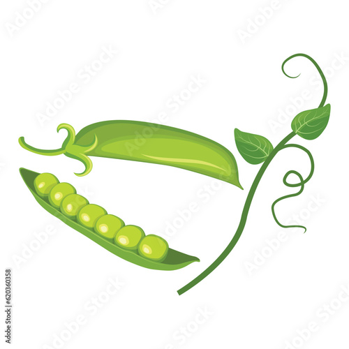 Vector illustration set of green pea vegetable icon. Drawing pea in cartoon flat style. The end of the pod of green peas. Element for packaging and menu design. Isolate on a white background. 