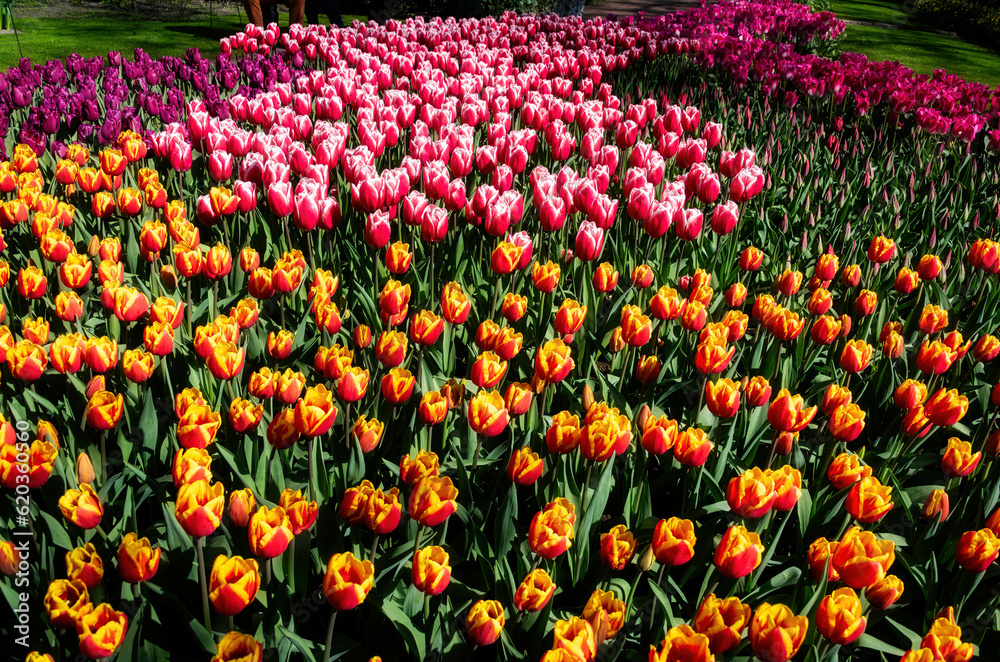 Tulips in Keukenhof, Netherlands
