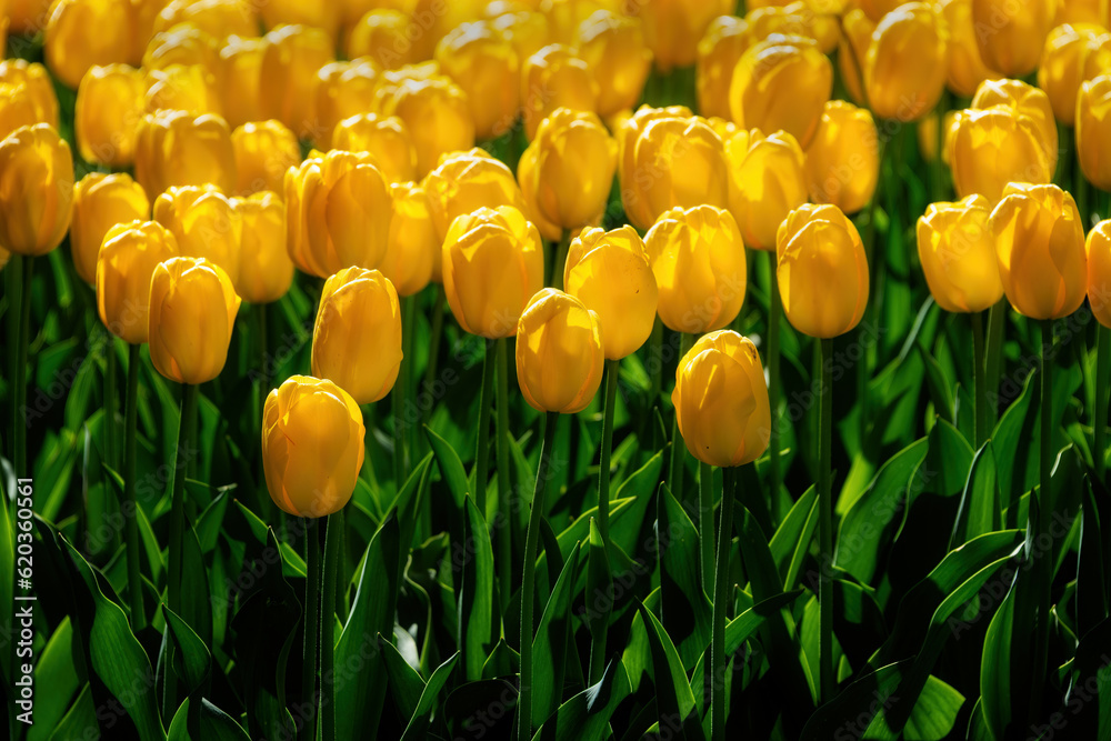Obraz premium Tulips in Keukenhof, Netherlands