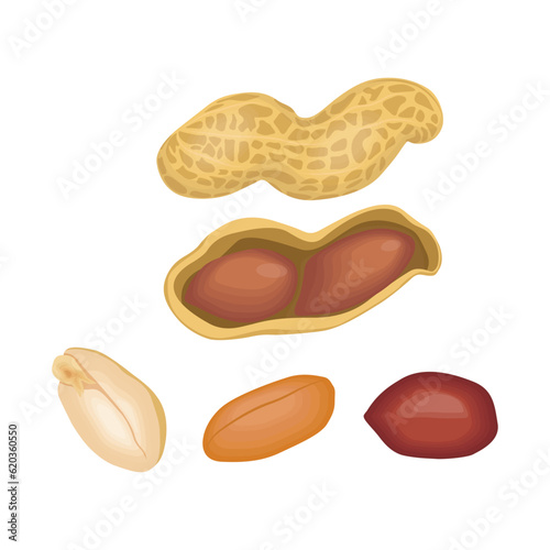 Vector illustration of peanut icon in cartoon flat style. Natural peanut food fat protein for healty life. Drawing nut for menu packaging advertising. Isolated on white background.