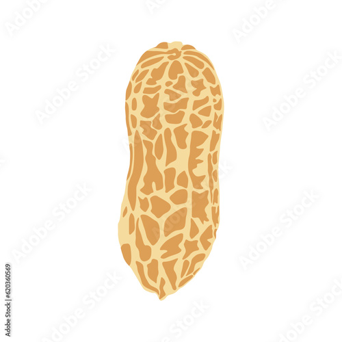 Vector illustration of peanut icon in cartoon flat style. Natural peanut food fat protein for healty life. Drawing nut for menu packaging advertising. Isolated on white background.