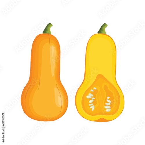 Vector illustration of butternut squash or butternut pumpkin whole and cut in half. Cartoon ripe yellow squash, pumpkin vegetable. Harvest or crop for Thanksgiving Day celebration, fresh veggies