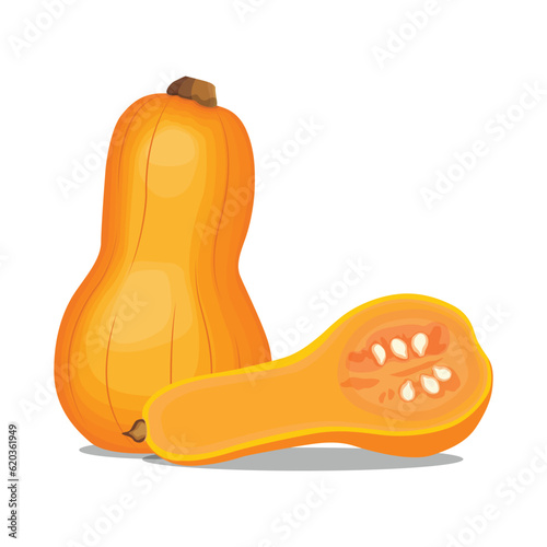 Vector illustration of butternut squash or butternut pumpkin whole and cut in half. Cartoon ripe yellow squash, pumpkin vegetable. Harvest or crop for Thanksgiving Day celebration, fresh veggies