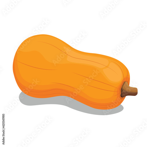 Vector illustration of butternut squash or butternut pumpkin whole and cut in half. Cartoon ripe yellow squash, pumpkin vegetable. Harvest or crop for Thanksgiving Day celebration, fresh veggies