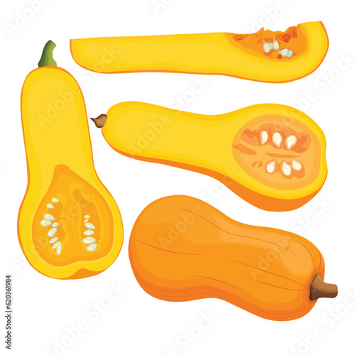 Vector illustration of butternut squash or butternut pumpkin whole and cut in half. Cartoon ripe yellow squash, pumpkin vegetable. Harvest or crop for Thanksgiving Day celebration, fresh veggies