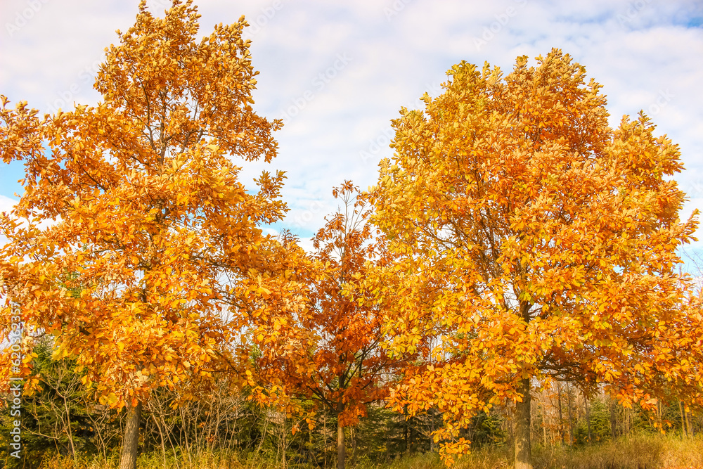 Beautiful yellow golden Oak tree in the Autumn