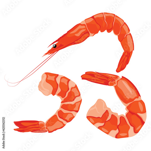 Vector illustration of shrimp prawn icons set. Boiled shrimp drawing on a white background. Collection shrimp, shrimps without shell, shrimp meat. Menu icon for healthy sea food. Protein food