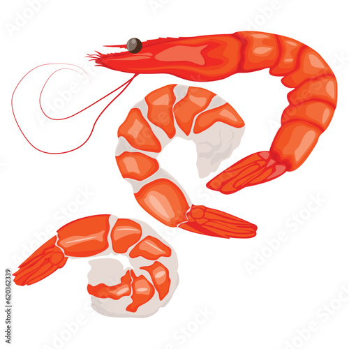 Vector illustration of shrimp prawn icons set. Boiled shrimp drawing on a white background. Collection shrimp, shrimps without shell, shrimp meat. Menu icon for healthy sea food. Protein food