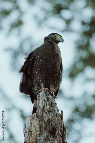 An eagle over a branch photo