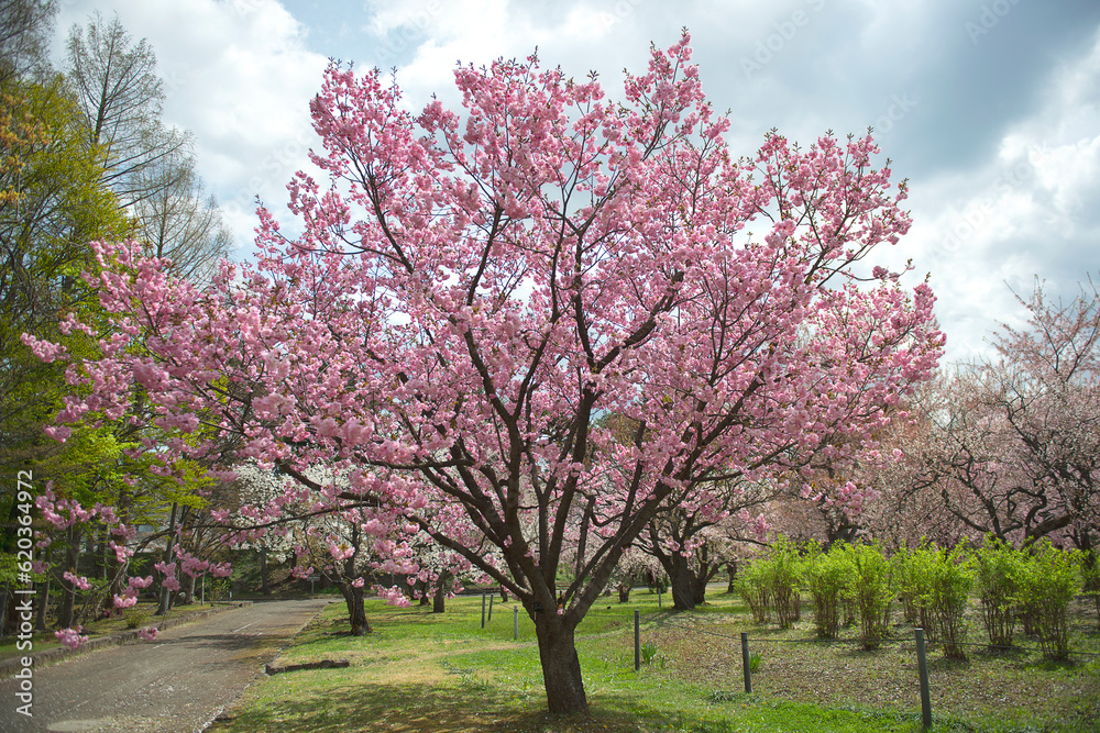 Cherry trees with pink flowers in the park. Cherry blossom festival in the beautiful morning sun of spring Cherry trees with pink flowers in the park. Cherry blossom festival in the beautiful morning sun of spring