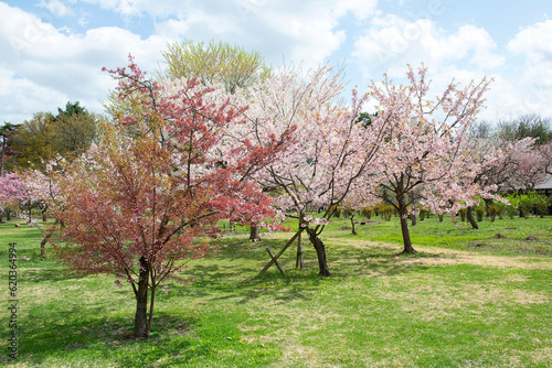 Cherry trees with pink flowers in the park. Cherry blossom festival in the beautiful morning sun of spring