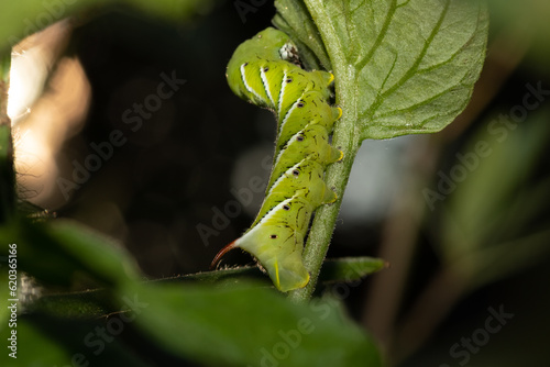 A tobacco hornworm rests on a plant stem 