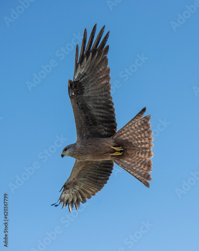 whistling kite in flight in outback ueensland, Australia