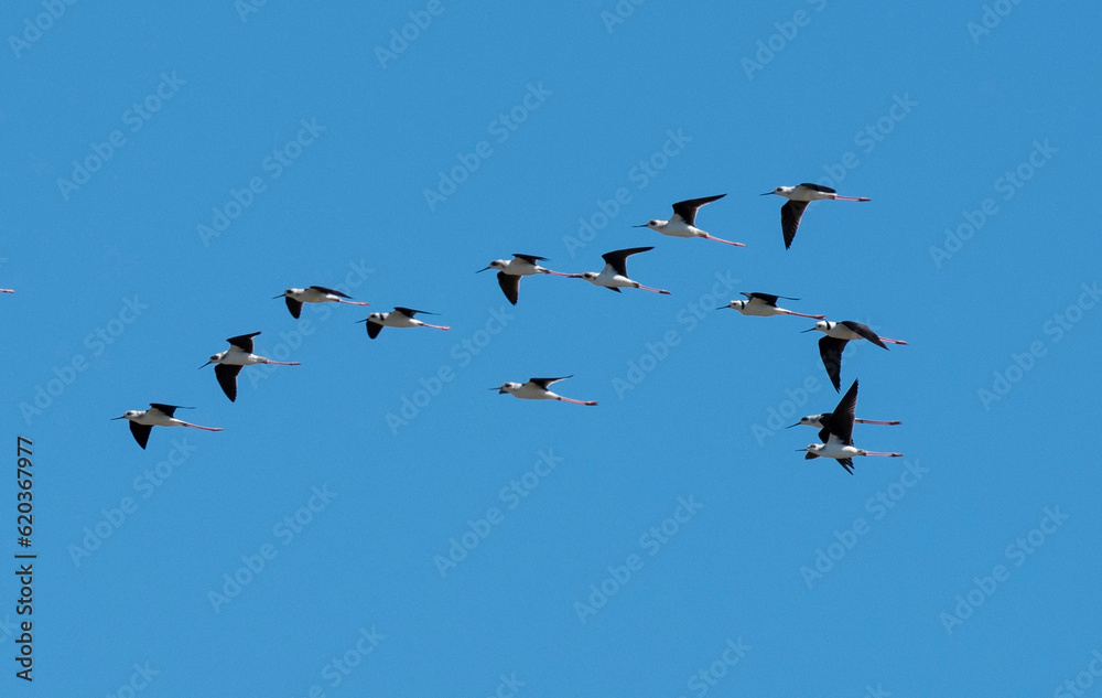 A flock of Stilts in flight over a lagoon in far north Queensland, Australia.