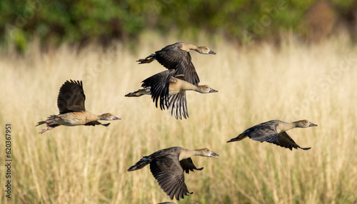 Whistler ducks in flight over a lagoon in far north Queensland, Australia.