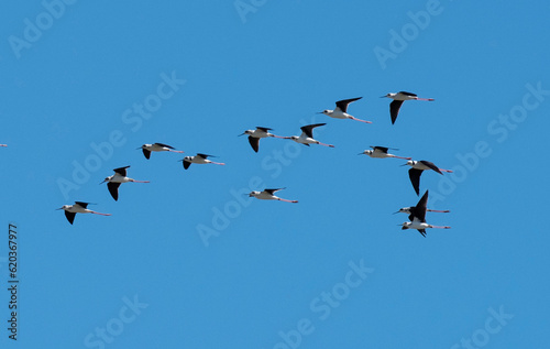A flock of Stilts in flight over a lagoon in far north Queensland, Australia.