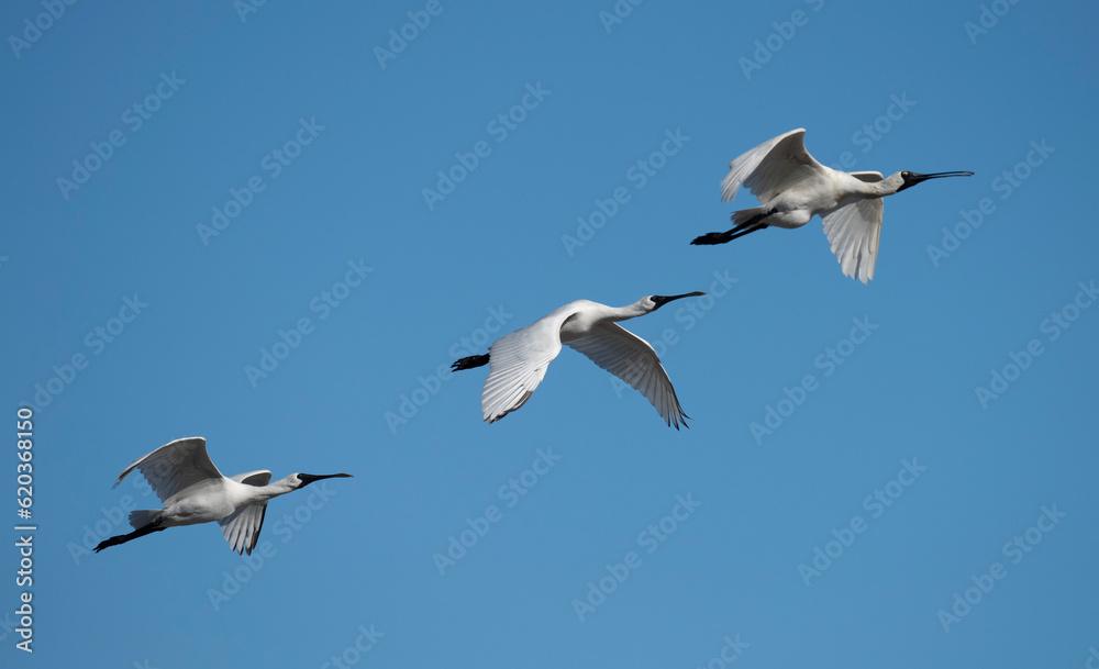 Royal spoonbills in flight in northern Queensland, Australia. Royal spoonbills in flight in northern Queensland, Australia.