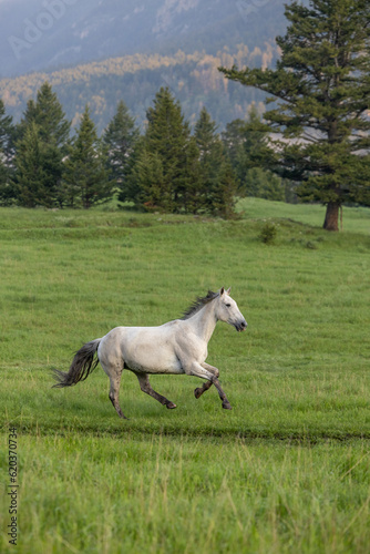 Grey Horse Running