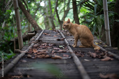 ginger cat sitting on the wooden bridge in the forest, Thailand
