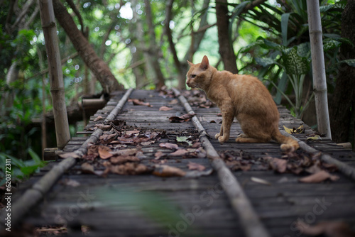 ginger cat sitting on the wooden bridge in the forest, Thailand photo