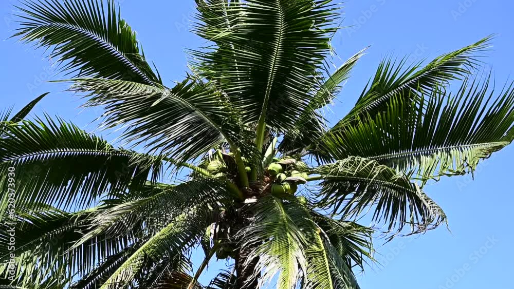leaf of coconut trees flutter slow motion on blue sky, beautiful natural background leaf of coconut trees flutter slow motion on blue sky, beautiful natural background