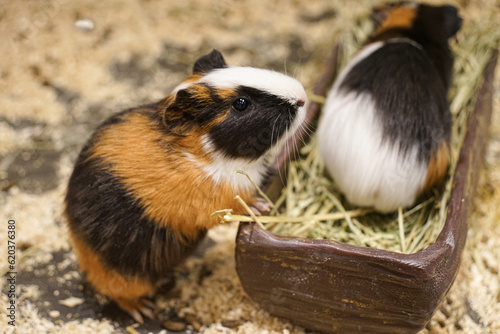 Cuadro en lienzo a photograph of an animal guinea pig