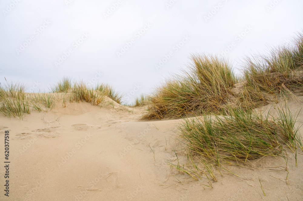Beach view from the path sand between the dunes at Dutch coastline. Marram grass, Netherlands. The dunes or dyke at Dutch north sea coast Beach view from the path sand between the dunes at Dutch coastline. Marram grass, Netherlands. The dunes or dyke at Dutch north sea coast