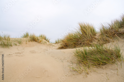 Beach view from the path sand between the dunes at Dutch coastline. Marram grass  Netherlands. The dunes or dyke at Dutch north sea coast