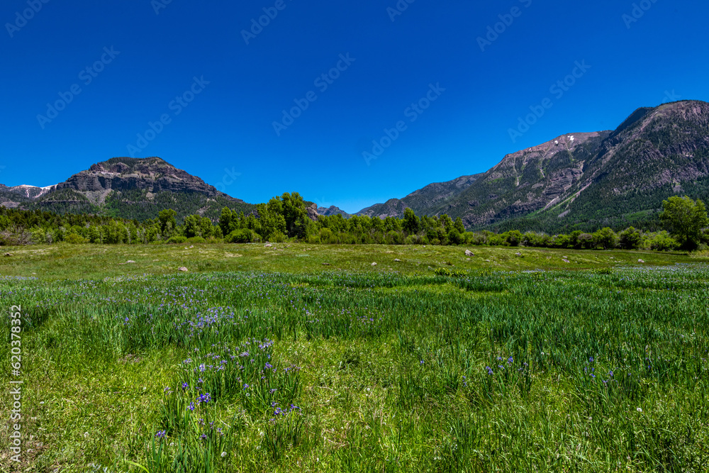 Purple Columbines in a Field in Williams Creek Wilderness Area in Colorado Purple Columbines in a Field in Williams Creek Wilderness Area in Colorado