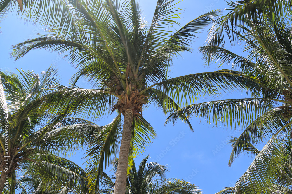 Palm trees with coconuts on blue sky (Merida, Yucatan, Mexico)