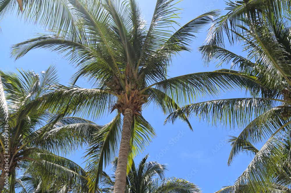 Fototapeta premium Palm trees with coconuts on blue sky (Merida, Yucatan, Mexico)