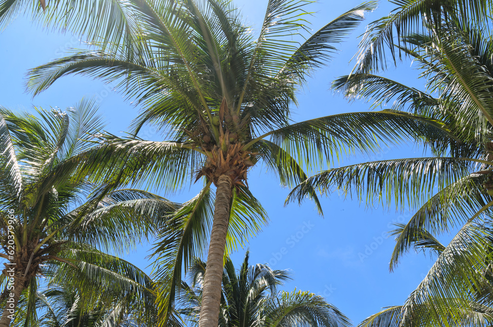 Palm trees with coconuts on blue sky (Merida, Yucatan, Mexico)