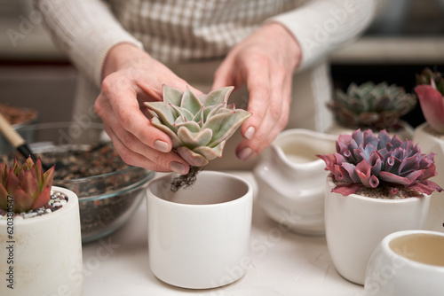 Woman preparing Echeveria Succulent rooted cutting for transplantation in a pot