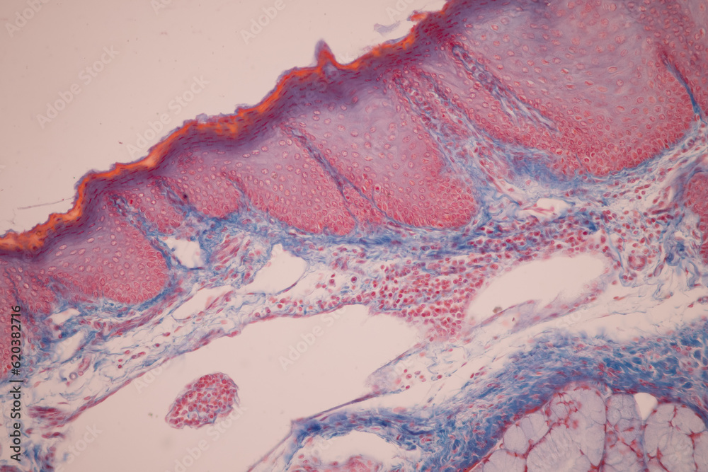Fototapeta premium Showing Light micrograph of the Thyroid gland and Thymus gland human Child under the microscope for education in the laboratory.