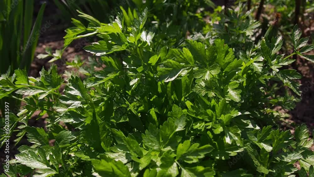 Parsley grows in the garden. Selective focus. Delicious parsley growing to add flavor to salads and dishes. Side View in Sun Lighting. Petroselinum Crispum is Grown Outdoors. Spicy Herbs, Close-up. Parsley grows in the garden. Selective focus. Delicious parsley growing to add flavor to salads and dishes. Side View in Sun Lighting. Petroselinum Crispum is Grown Outdoors. Spicy Herbs, Close-up.