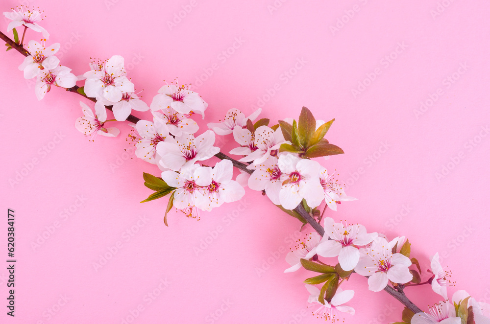 Branch with delicate white and pink flowers