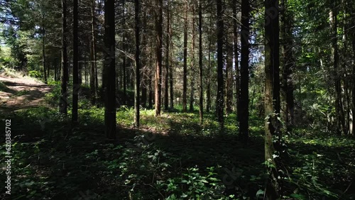 Wallpaper Mural Aerial footage through forest with beautiful sunlight coming through trees Torontodigital.ca