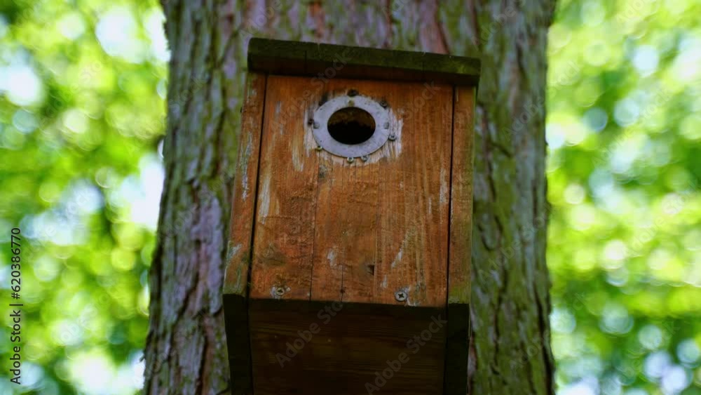 little bird flies into a wooden bird box on a tree and brings the chicks food in then comes out again to look for more food little bird flies into a wooden bird box on a tree and brings the chicks food in then comes out again to look for more food
