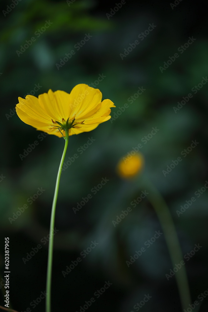 Obraz premium キバナコスモス