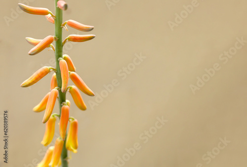 Close up aloe vera flowers on brown background