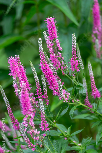 Macro abstract texture background of rosy pink veronica spicata (spike speedwell) flowers in bloom, with defocused background
