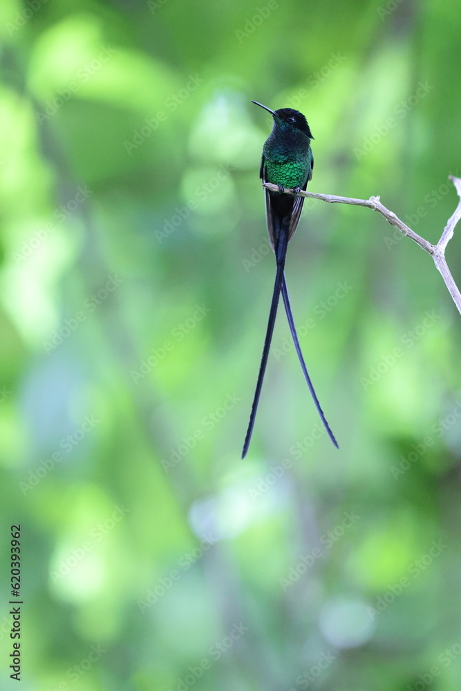 Φωτογραφία The black-billed streamertail (Trochilus scitulus) is a species of hummingbird in the emeralds, tribe Trochilini of subfamily Trochilinae