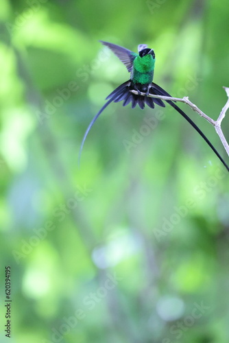 The black-billed streamertail (Trochilus scitulus) is a species of hummingbird in the 