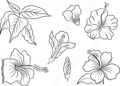 Japanese Iris flower set.hand drawn and painting iris flower.Hibiscus flower vector set on background.