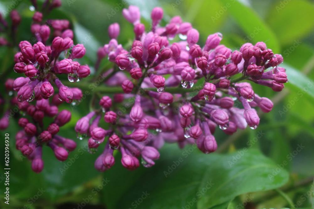 Close-up of Lilac flowers with raindrops on branches on springtime. Syringa vulgaris in bloom Close-up of Lilac flowers with raindrops on branches on springtime. Syringa vulgaris in bloom