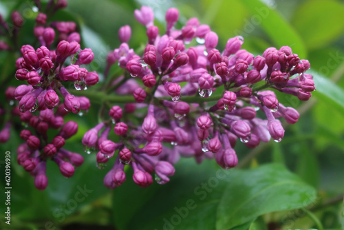 Close-up of Lilac flowers with raindrops on branches on springtime. Syringa vulgaris in bloom 
