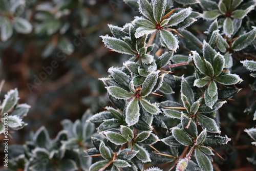 Close-up of Warty barberry bush covered bry frost on winter season. Berberis verruculosa in the garden