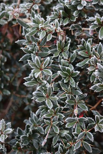 Fototapeta Naklejka Na Ścianę i Meble -  Close-up of Warty barberry bush covered bry frost on winter season. Berberis verruculosa in the garden