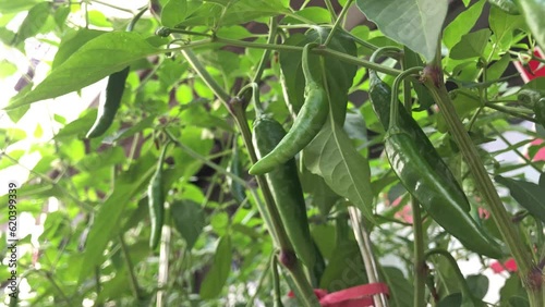 Korean spicy green pepper cheongyang pepper photo